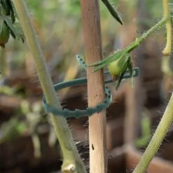 Attaches Plante X 71 - Clips, Fil Et Liens Réglables 12 Attaches Plante X 71 - Clips, Fil Et Liens Réglables -Intexoo Shop attaches plante x 71 clips fil et liens reglables 5