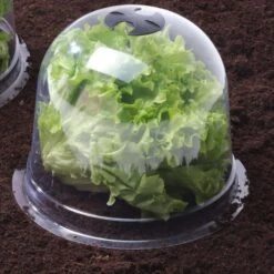 Cloches à Salades Plastique - Lot De 6 9 Cloches à Salades Plastique - Lot De 6 -Intexoo Shop cloche a salade melon victorienne plastique transparent 3