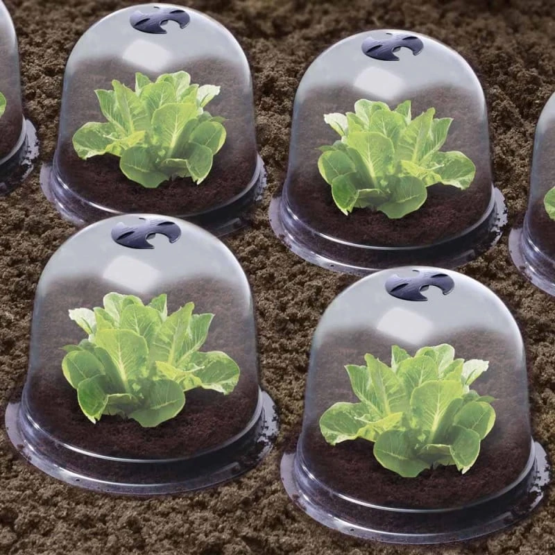 Cloches à Salades Plastique - Lot De 72 5 Cloches à Salades Plastique - Lot De 72 - Image 5