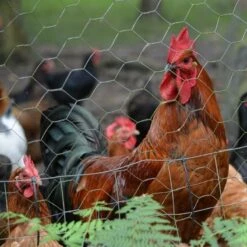 Grillage à Poule 1X10 M Mailles Acier Renforcé Ø 0.7 Mm -Intexoo Shop grillage a poules 1x10 m 4