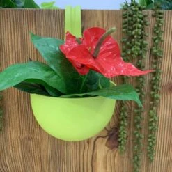 Pot De Fleur à Accrocher -Intexoo Shop pot de fleur a accrocher 8