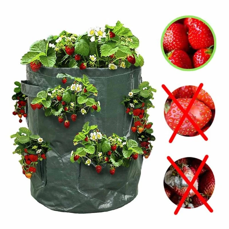 Sac à Fraisiers - Sac De Plantation Pour Fraises - X2 5 Sac à Fraisiers - Sac De Plantation Pour Fraises - X2 - Image 5