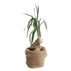 Toile De Jute En Rouleau 1 X 5 Mètres 14 Toile De Jute En Rouleau 1 X 5 Mètres -Intexoo Shop toile de jute en rouleau 6