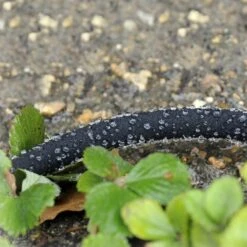 Tuyau D'arrosage Poreux 12 M 6 Tuyau D'arrosage Poreux 12 M -Intexoo Shop tuyau arrosage poreux 12 m 2